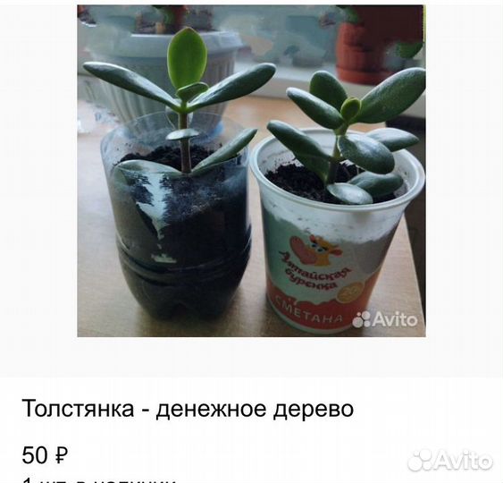 Комнатные цветы
