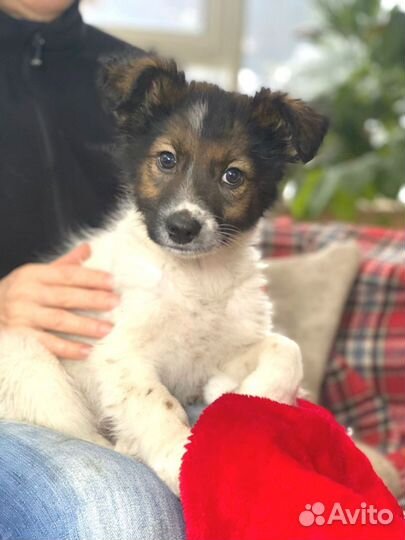 Щенки в добрые руки