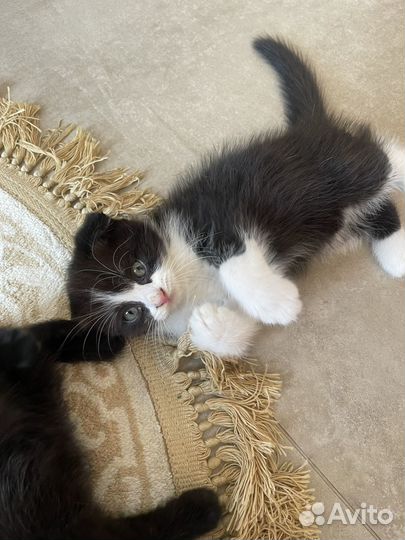 Котята от шотландской вислоухой кошки