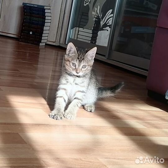 Отдам в добрые руки