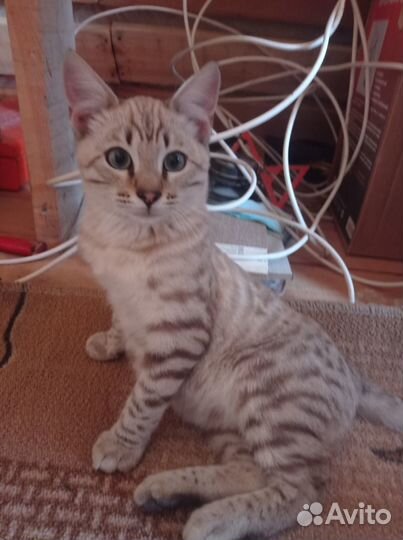 Отдам в добрые руки