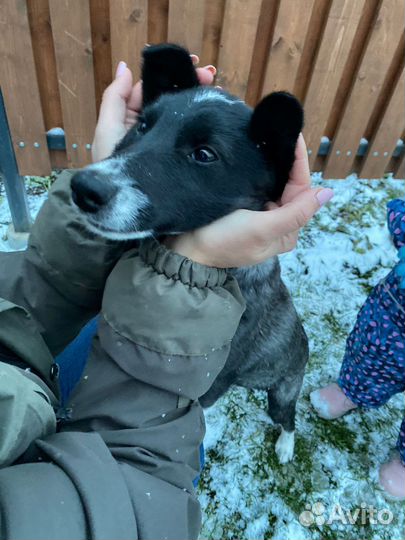 Щенок Рокки в добрые руки