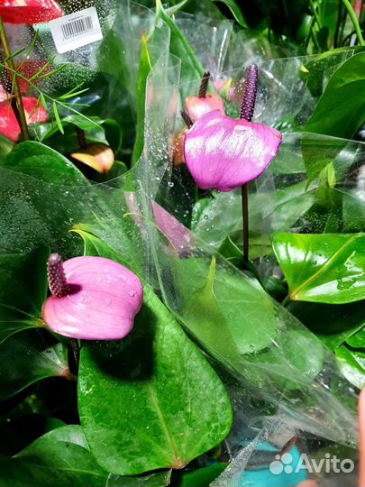 Антуриум. Цветок мужское счастье