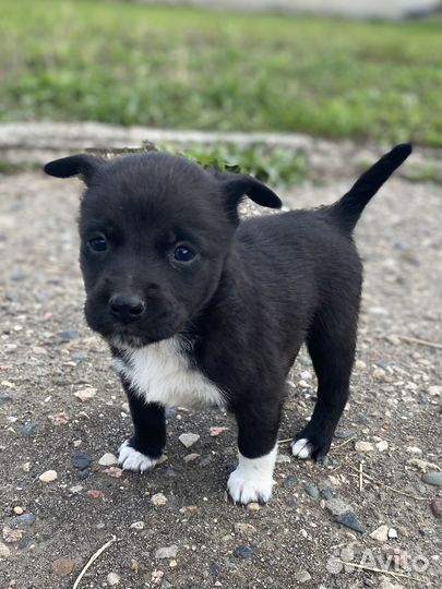 Малыши (щенки) ищут дом