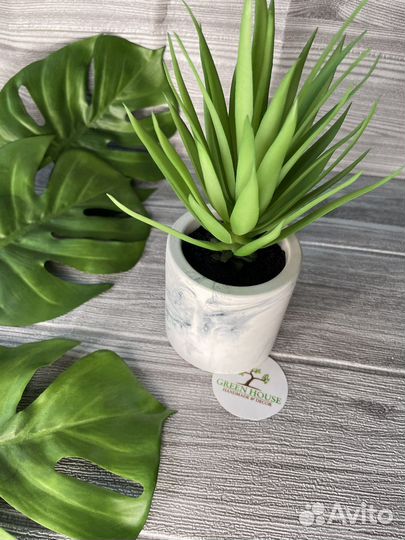 Суккуленты