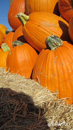 Тыква кормовая