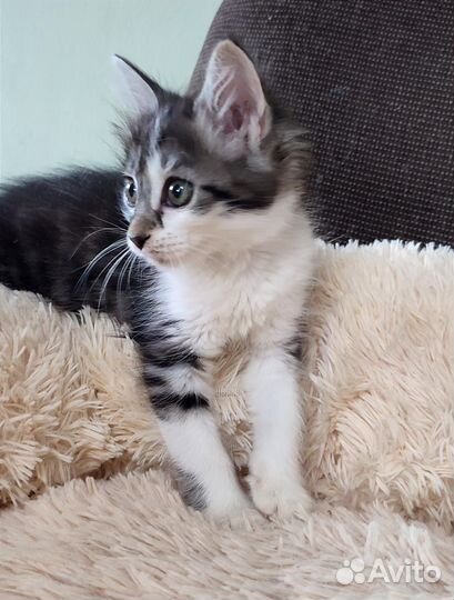 Котенок Люсенька