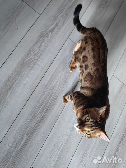 Котенок бенгал
