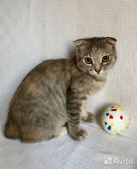 Шотландская