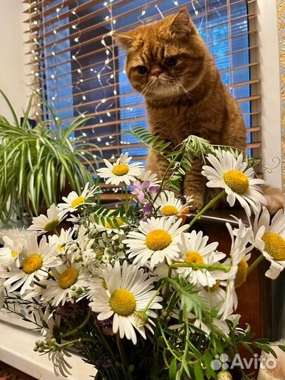 Вязка экзот