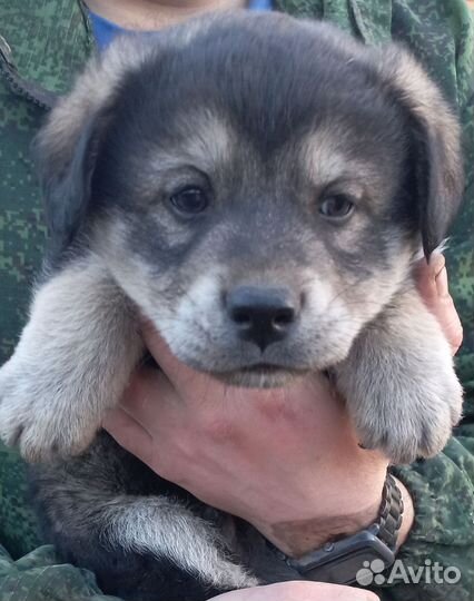 Щенок в добрые руки бесплатно