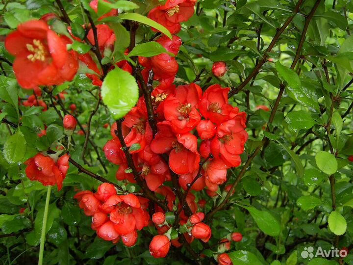 Саженцы и многолетние цветы.различные луковичные