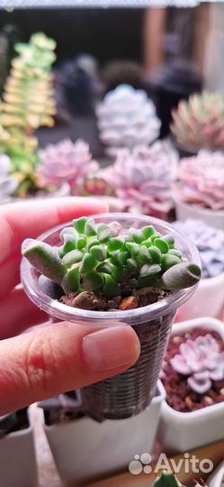 Суккуленты