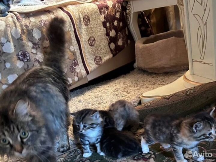 Котята