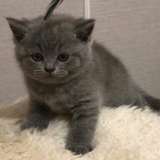 Британский короткошёрстный котёнок
