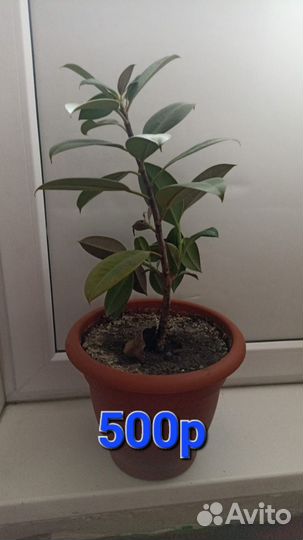 Комнатные цветы шефлера