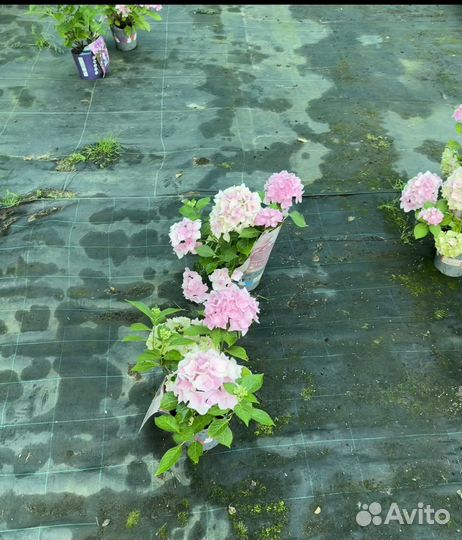 Гортензия крупнолистная Голландия 2 литра