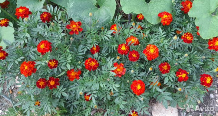 Рассада бархатцев высоких и низких, астр,цинерарии