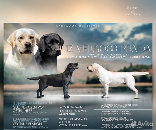 Щенки лабрадора