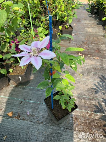 Саженцы клематиса 3 группы