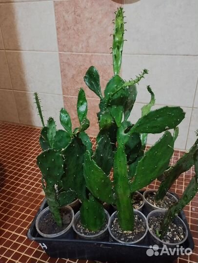 Кактус Опунция Бергера