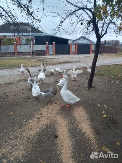 Гусь и утки