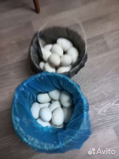 Домашние гусиные яйца
