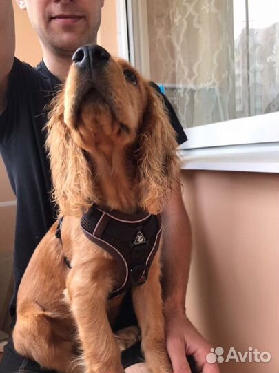 Ищем невесту для вязки