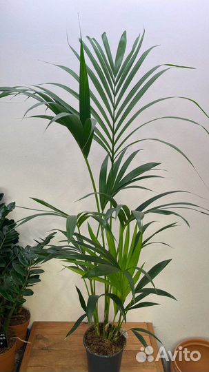 Пальма ховея