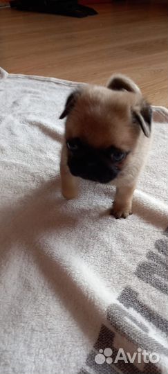 Щенки мопса мальчик