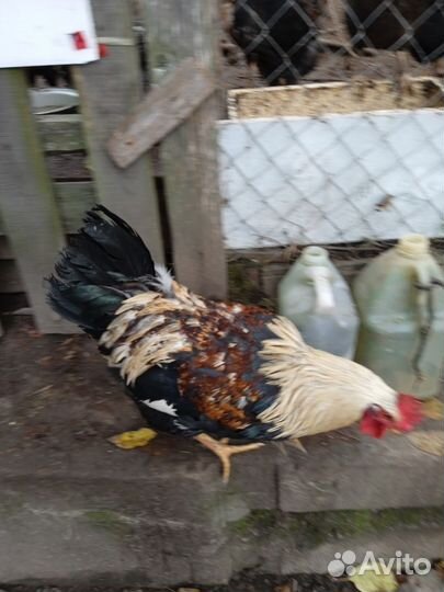 Молодые петухи