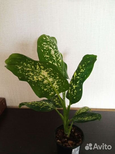 Диффенбахия