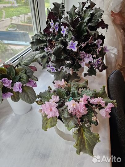 Сортовые фиалки цветущие