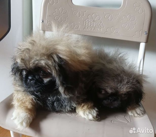 Щенки пекинеса