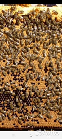 К.У.П.Л.У. сушь. всё.для. пчёл