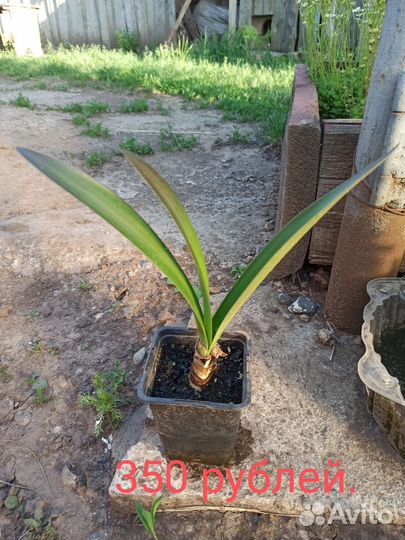 Гиппеаструм