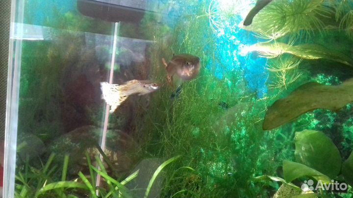 Синие креветки Блю Дрим, молли -лира