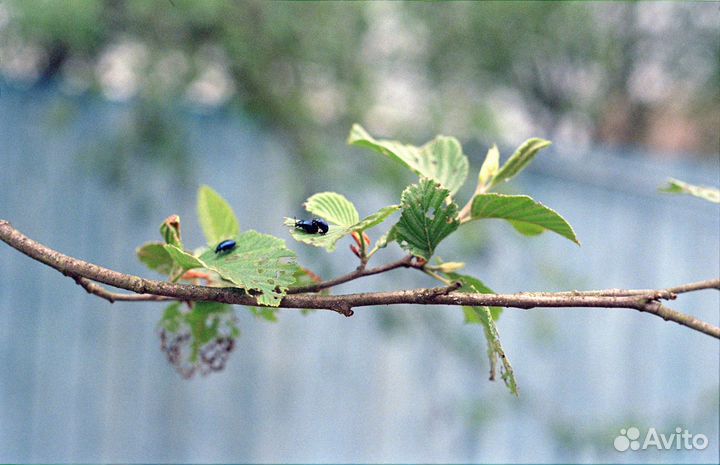 Сканирование оцифровка пленки 35mm