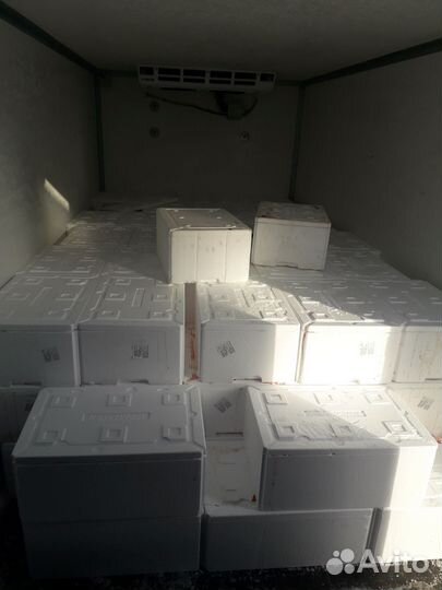 Пенопластовые ящики (только оптом)