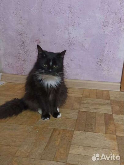 Кошка ласковая