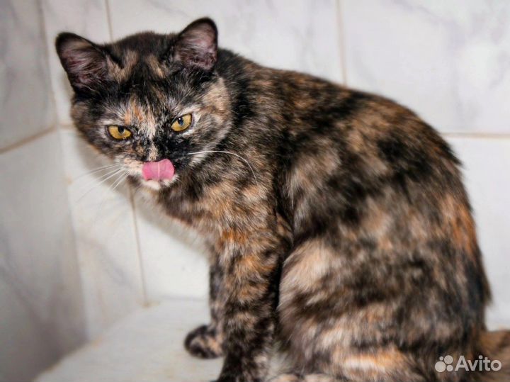 Кошка Глори в дар