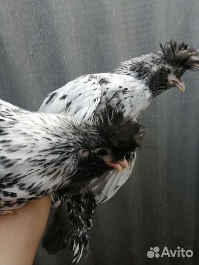 Павловское золото и серебро