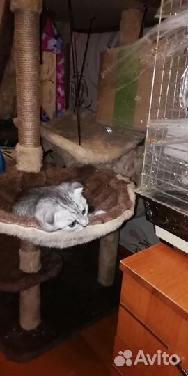 Вислоухая кошечка