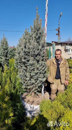 Ель голубая Фастигиата