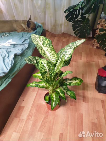 Диффенбахия Сегуина Ами