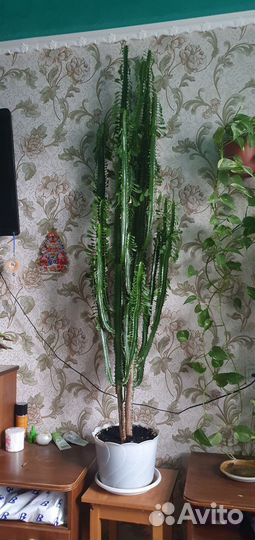 Кактус молочай