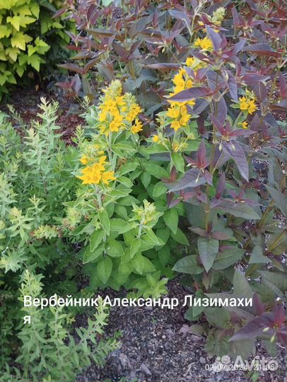 Вербейники разные