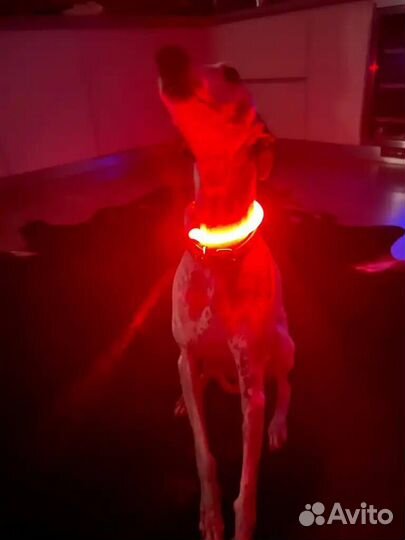 Ошейник светодиодный для собак