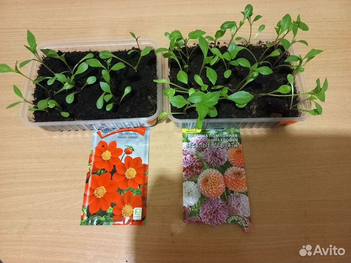 Рассада однолетников