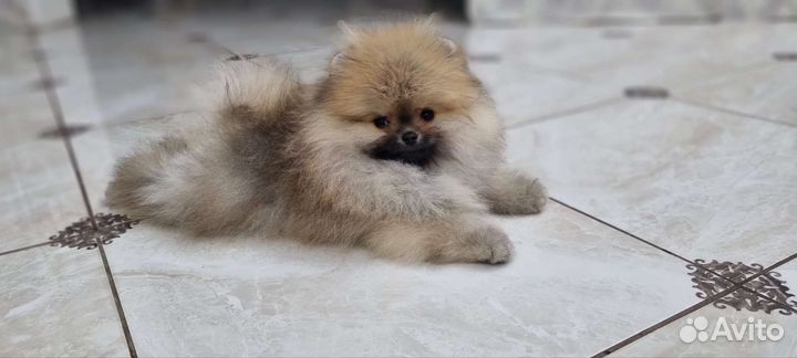 Померанский шпиц